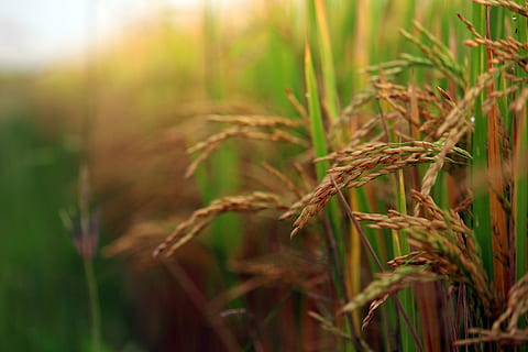 Vegan素食商标仍然是最受认可信任的素食标签