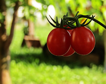 Vegan素食认证对生产农业和对自然世界的关心之间衡量标准