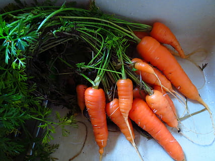 Vegan素食认证产品对可持续价值观转变理念