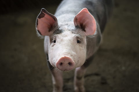 Vegan素食对消费者食品挑选低碳可持续发展意义