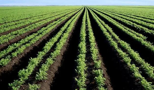 农产品种植Vegan素食认证食物来源范围标准