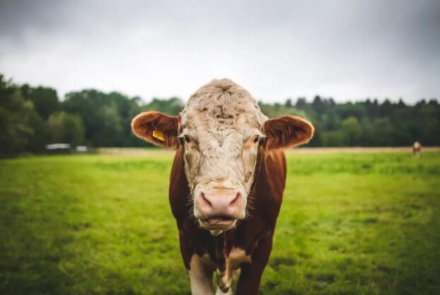 Vegan素食认证对地球环境可持续发展减低二氧化碳排放