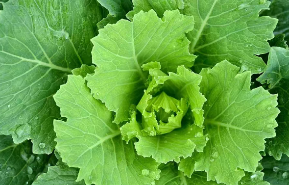 vegan素食认证是对素食消费者实践低碳的环保生活方式