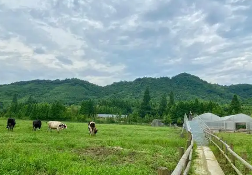vegan素食认证对食品生产销售不得含有动物成分体系要求