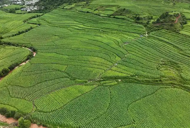 veegan素食认证对素食产品可持续生产管控环节规范标准