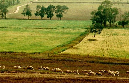 vegan素食认证对纯素产品环节体系需贯穿推动源头降低碳排放