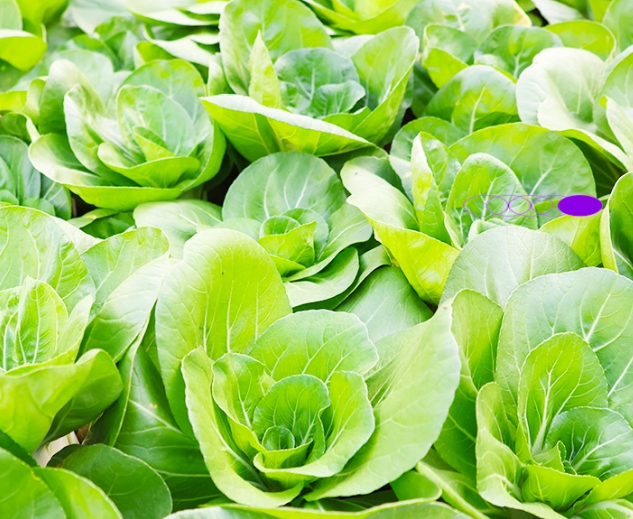 vegan素食认证对食品行业生产技工碳减排规范标准
